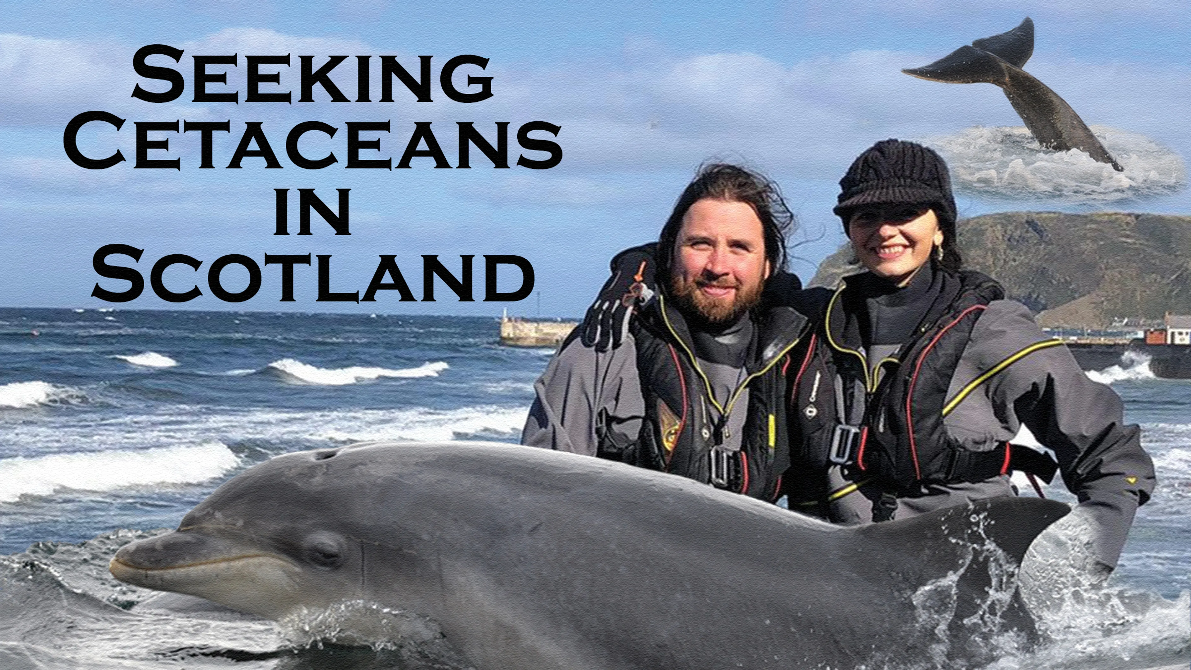 Seeking Cetaceans in Scotland poster